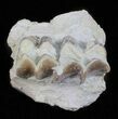 Oligocene Ruminant (Leptomeryx) Jaw Section #60978-1
